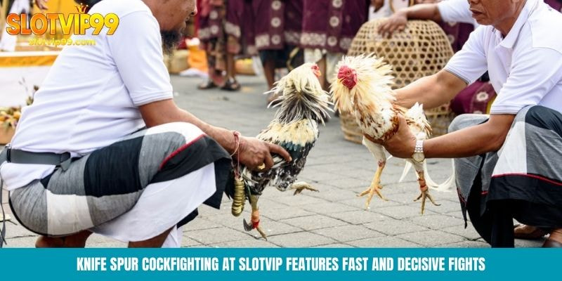 Knife spur cockfighting at Slotvip features fast and decisive fights