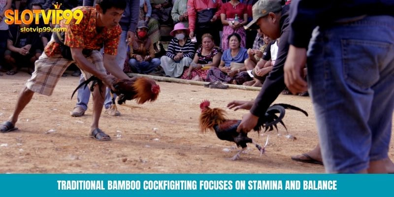 Traditional bamboo cockfighting focuses on stamina and balance