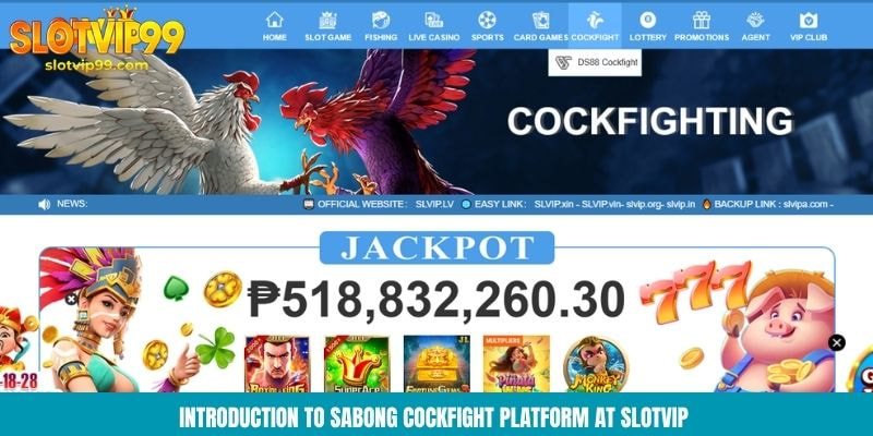 DS88 Cockfight Slotvip Live Odds System And Continuous Matches Introduction to sabong cockfight platform at Slotvip